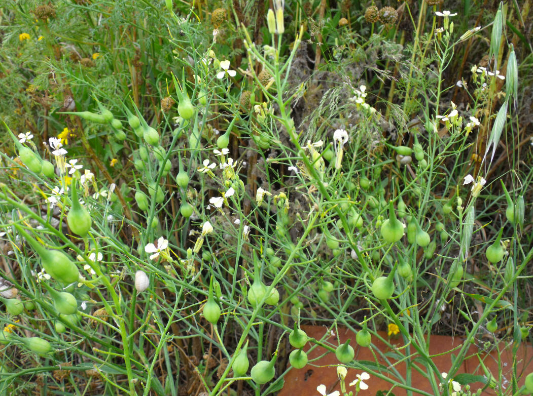 Raphanus raphanistrum subsp. landra